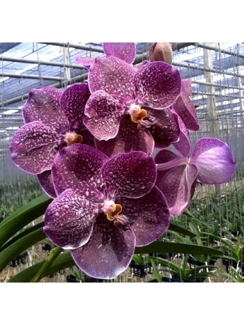 Ванда (Vanda Gordon Dillon x Bitzs Heartthrob)